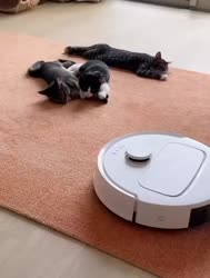 1783160632564.webm
