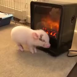 1783185331341.webm