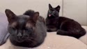 1783223773644.webm