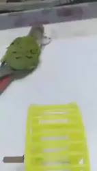 1783243112740.webm