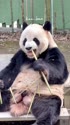 1783255655046.webm