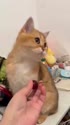 1783263168424.webm
