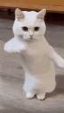 1783269560414.gif