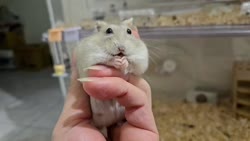 1783318838760.webm