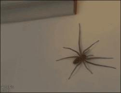 1783378430495.gif