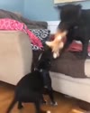 1783404374076.webm