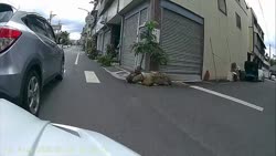 1783418443459.webm