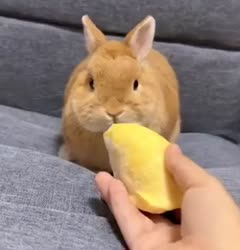 1783443242874.webm