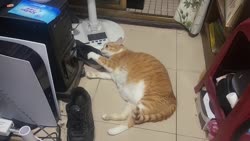 1783452932486.webm