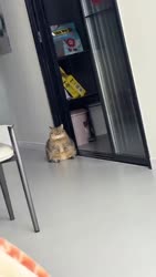 1783476142193.webm