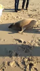 1783489491681.webm