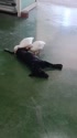 1783497835806.webm