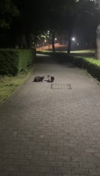 1783539916837.webm