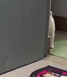 1783564594794.webm
