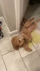 1783570328225.webm