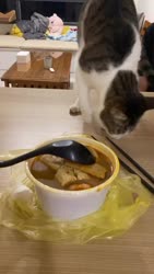 1783573050392.webm