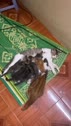 1783581472428.webm