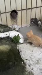 1783603975987.webm