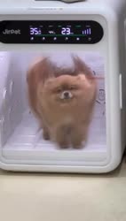 1783606133162.webm