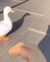 1783606671275.gif