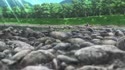 1783692005457.webm