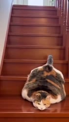 1783694773437.webm