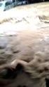 1783696109375.webm