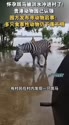 1783697127716.webm