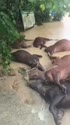 1783697642612.webm
