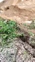 1783698015505.webm