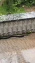 1783698741121.webm