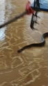 1783698900294.webm