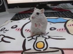 243 KB